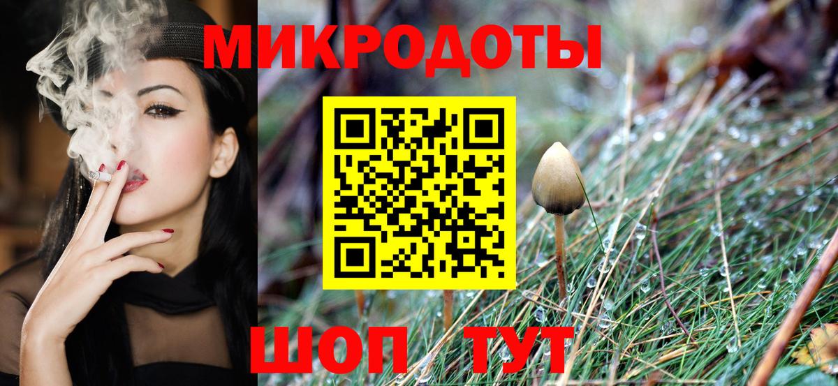 Псилоцибиновые грибы Psilocybe Камень-на-Оби