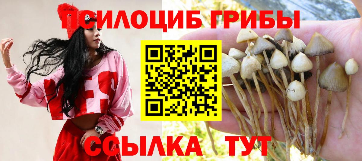 Камень-на-Оби  Псилоцибиновые грибы прущие грибы  Вход с VPN 